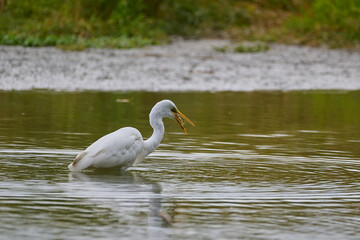 Great egret ,,ardea alba,, in its natural environment, Danubian wetland, Slovakia