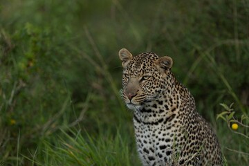 Fototapeta premium leopard in the grass
