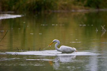 Obraz premium Great egret ,,ardea alba,, in its natural environment, Danubian wetland, Slovakia