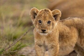 lion cub in the grass © KENNEDY