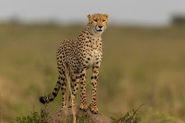 cheetah in the savannah © KENNEDY