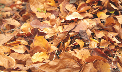 Dry autumn leaves background. Background
