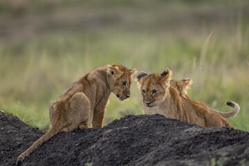 lion cub and lioness © KENNEDY