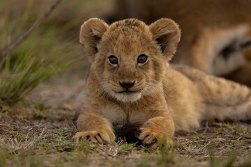 Obraz premium lion cub in the grass