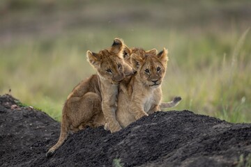 lioness and cub © KENNEDY