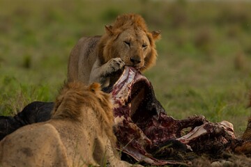 lion in the grass © KENNEDY