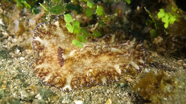 Spotted Discodoris nudibranch crawls slowly across substrate possibly feeding, Ambon reef