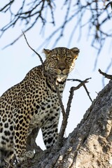 leopard in the tree