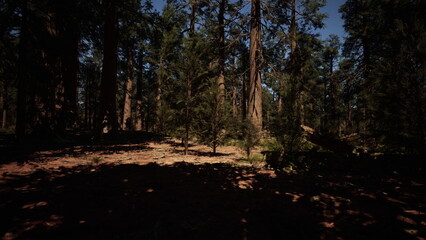 Fototapeta premium Tall trees create a serene atmosphere in this dense forest. Sunlight filters through the branches, casting playful shadows on the forest floor, enticing wanderers to discover natures secrets.