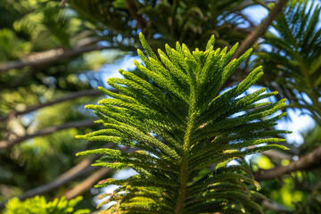 Close-up of bright green coniferous tree branch with symmetrical needles. Araucaria heterophylla pine foliage in a Mediterranean park under sunlight. Autumn in Antalya region, Southern Turkey.