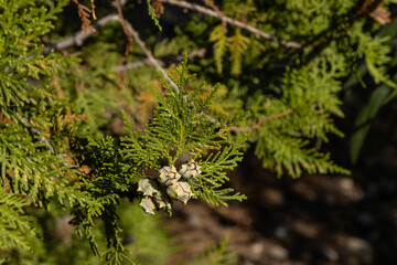 Close-up of green thuja branches with small cones under sunlight. Oriental arborvitae foliage texture in a Mediterranean park. Ornamental coniferous tree detail in Antalya, Turkey. October, autumn.