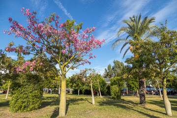 Blooming pink silk floss tree and palm trees in a sunny public park under a blue sky. Scenic landscape of a Mediterranean coastal recreation area. Autumn day in Antalya, Turkey. October.