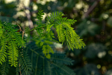 Young green leaves of Leucaena leucocephala, known as white leadtree, in a Mediterranean park. Close-up of tropical feathery foliage with soft bokeh background. September, Antalya region, Turkey.