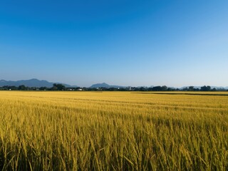 Golden fields under clear blue sky