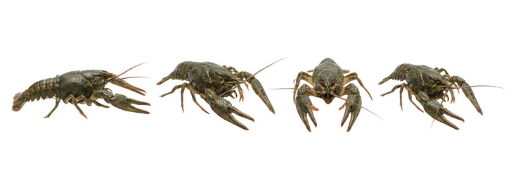 Multiple Views of a Crayfish on White Background