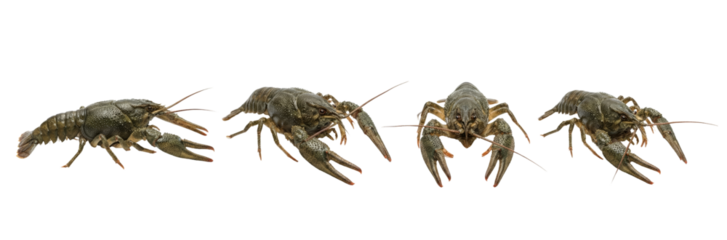 Multiple Views of a Crayfish on White Background