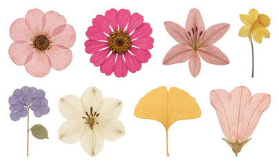 Obraz premium PNG Vintage botanical floral illustration, element set on transparent background