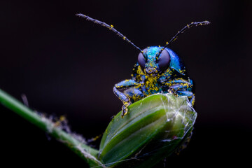 Metallic green beetle resting on plant stem macro