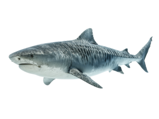 A tiger shark swims elegantly through the ocean. Captured against a clean background, its powerful form is on display Isolated Transparent Background, PNG