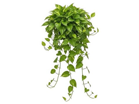 Lush green pothos plant hanging