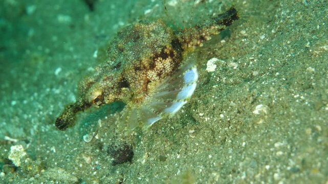 Pegasus fish reveals its pectoral fins while resting on fine sand in Ambon, Indonesia