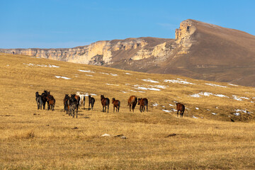 A herd of horses grazes on the slope against the backdrop of a mountain range