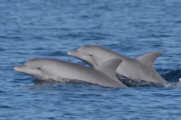 Dolphins Surfacing Together in Calm Daylight Waters for Serenity and Peaceful Moments
