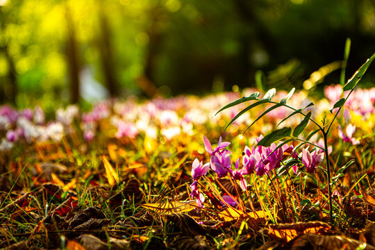 Fleur de cyclamens &agrave; l'abri d'un jeune plant de noyer dans un sous bois illumin&eacute; par les rayons du soleil en fin de journ&eacute;e
