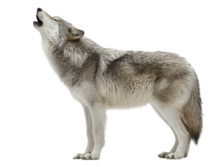 A lone wolf howling in the wild, its silhouette against the sky, symbolizing freedom and the wild spirit Isolated Transparent Background, PNG