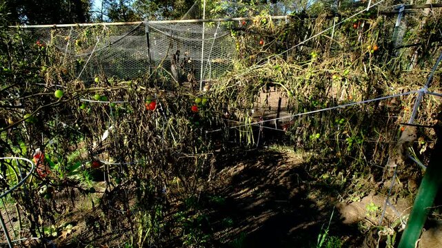 Withered variety of tomato vines after first frost killed most plants growing in round cage trellis in organic garden