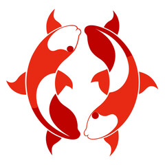 Red koi fish swimming in circle