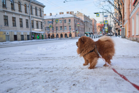 A brown Chihuahua dog in the city walking on the street in winter.