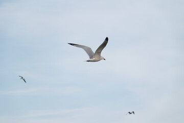 Obraz premium gaviota volando con las alas abiertas y dos gaviotas de fondo