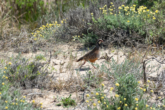perdiz roja peonando a trav&eacute;s de la flora 