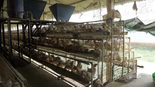 Exploring the Efficient Egg Production System  A BehindtheScenes Look at a Thriving Poultry Farm