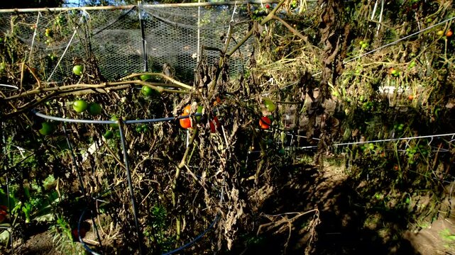 Close up of few last cherry in various maturing state still hanging from withered vines and moving camera away showing more dying plants after first frost killed most crops in organic garden