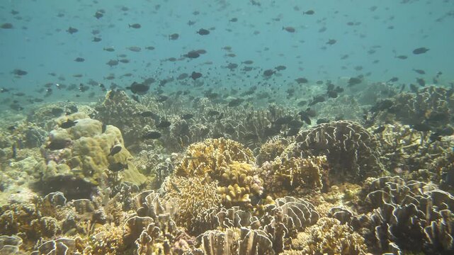 Reef fish navigate branching corals as a triggerfish glides above, Suanggi island, Maluku, Indonesia
