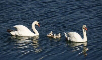 Fototapeta premium Swan family with babies swim on the lake on sunny day, waterbird family background