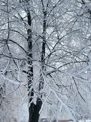 Obraz premium trees in snow