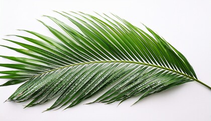 Obraz premium isolated green palm leaf branch with white speckles on white background