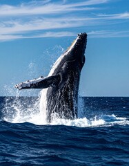 Fototapeta premium Powerful Breach: A Majestic Humpback Whale Jumps Out of the Deep Blue Ocean Water