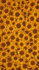 Vibrant field of sunflowers