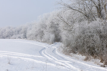 Fototapeta premium Winter landscape. Trees covered with hoarfrost on a snowy field.