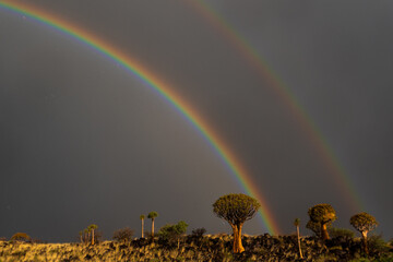 Quiver Trees under the rainbow