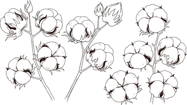 Detailed black and white hand-drawn illustration featuring several stems of open cotton plants with fluffy bolls and unopened buds, suitable for textile and natural product design.