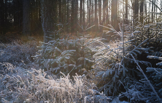 Kleine Fichten als Naturaufwuchs am Waldrand, bei Frost und leichtem Schnee und Sonne