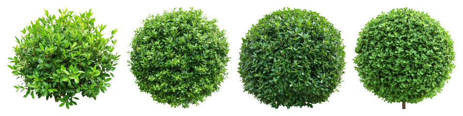 Lush spherical green topiary bushes