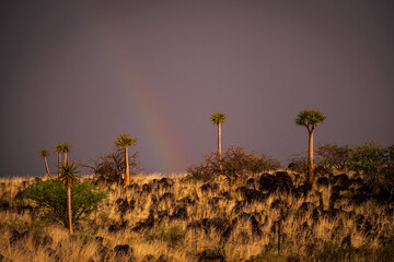 Quiver Trees under the rainbow