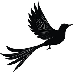 Fototapeta premium Vector illustration of a bird with long tail feathers in flight for logo design