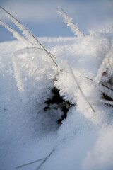Rime ice -  winter meadow landscape with frosty ice on grass and sedge plants.